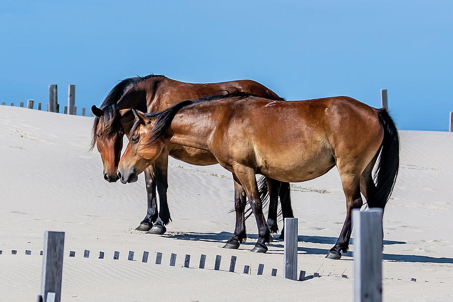 Girl Talk 2 Photograph by Donna Twiford