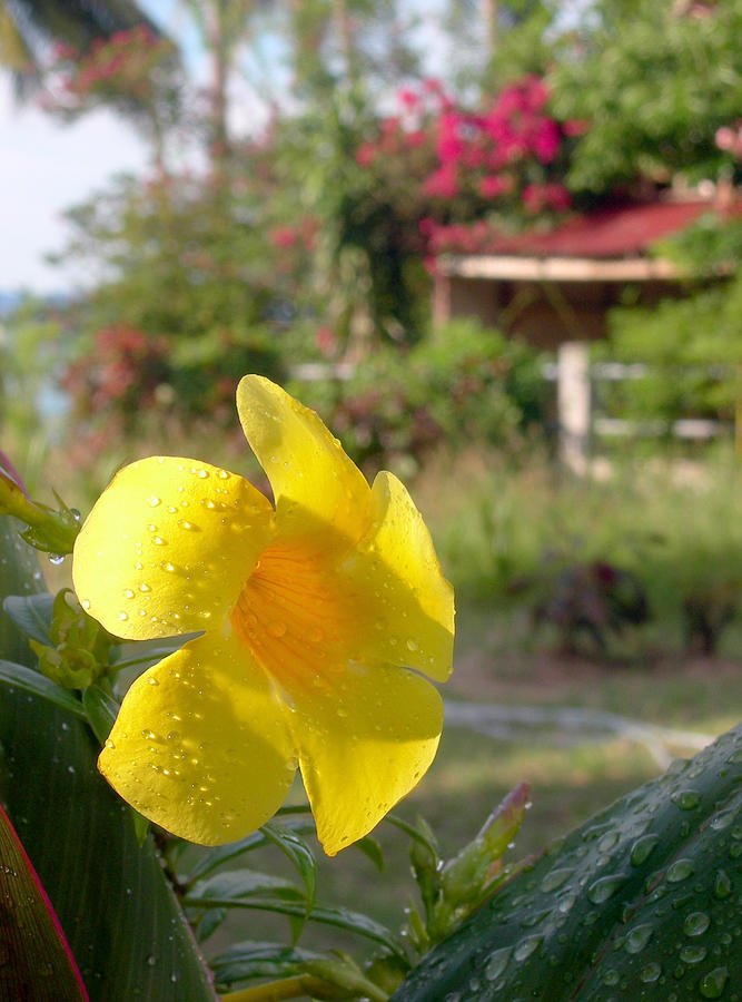 Golden Dew Photograph by Steven Robiner