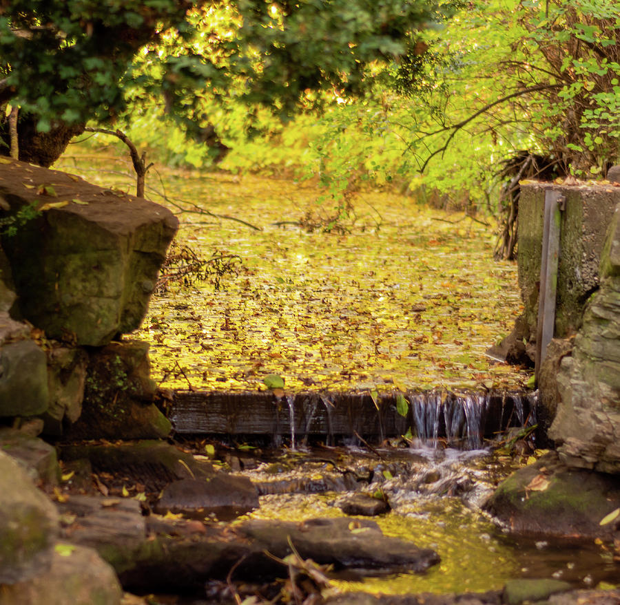Golden Leaf River Photograph by Scott Lyons