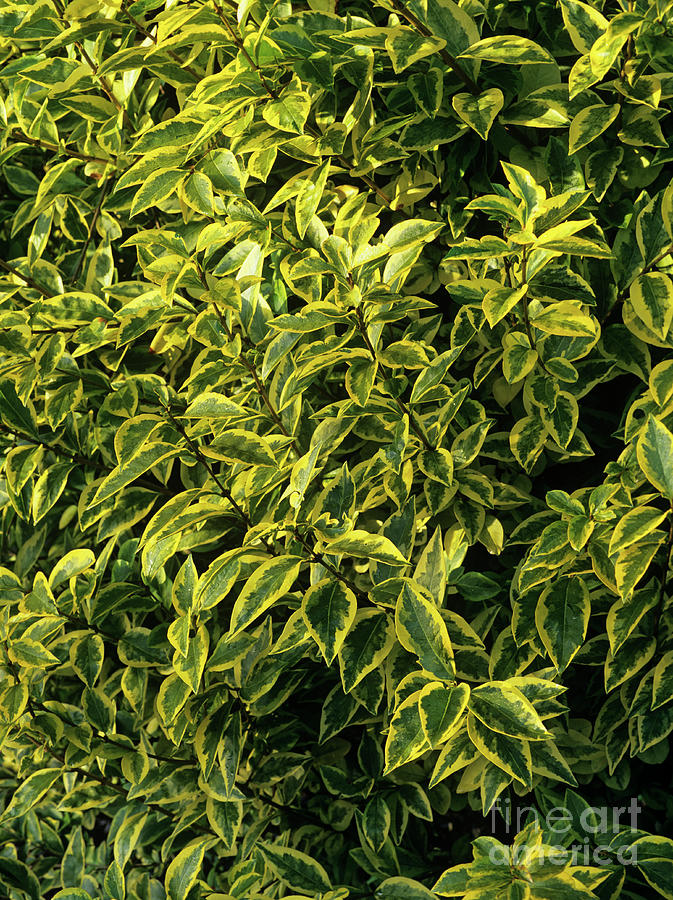 Golden Privet Leaves (ligustrum Sp.) by Geoff Kidd / Science Photo Library