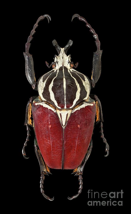 Goliath Beetle by 