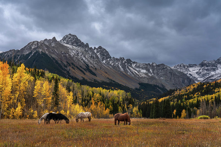 Grazing Photograph by Jeff Stoddart