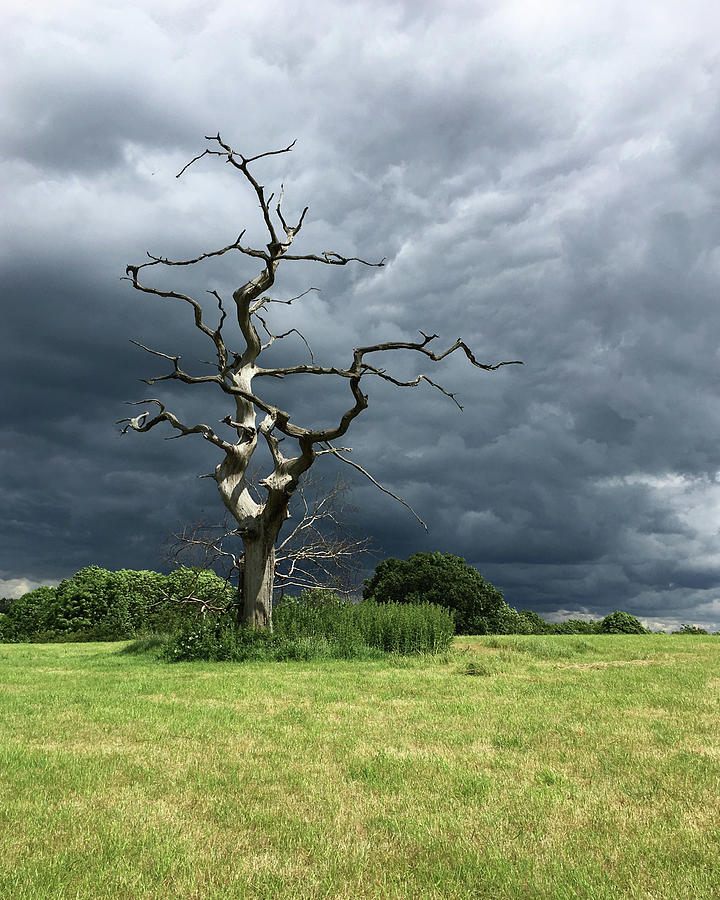 Great Gregories - Epping Forest Photograph by Rona Black