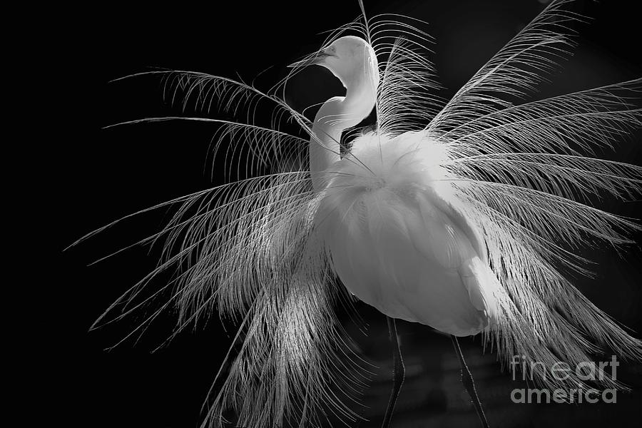 Great White Egret Portrait - Displaying Plumage Photograph by Mary Lou Chmura