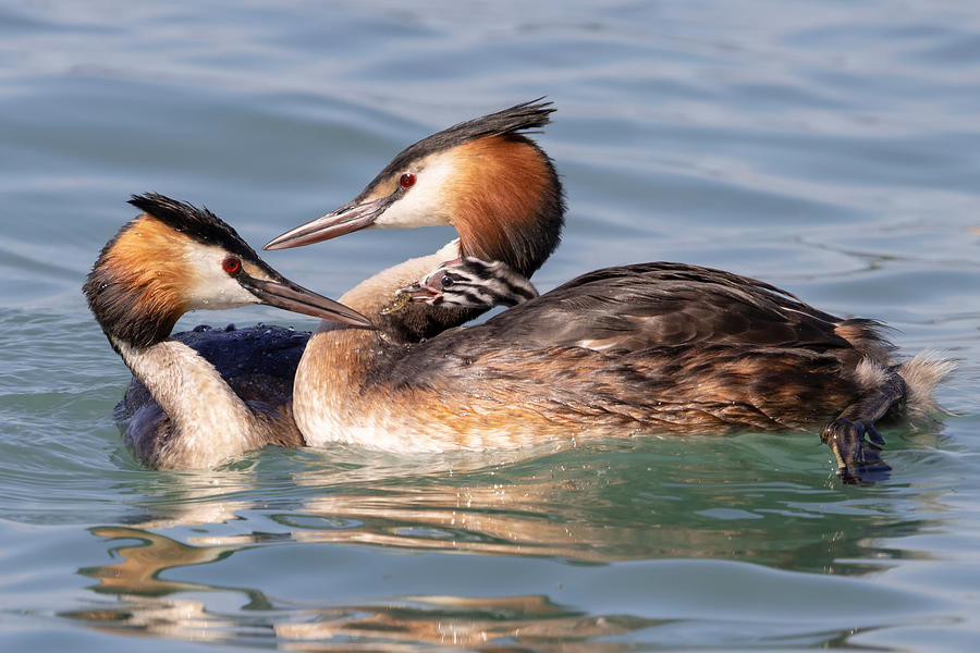 Col Grebe Grebe Family by Paolo Bolla