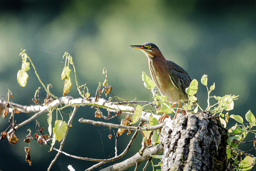 Green Heron Photograph by James Overesch