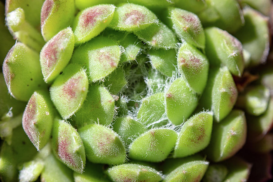 Green Sempervivum Top Down Close Up Photograph by Scott Lyons
