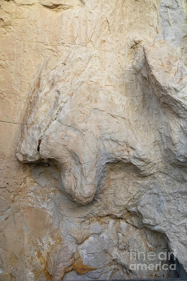 Hadrosaurus Speed Hadrosaur Dinosaur Track by Jim West / Science Photo Library