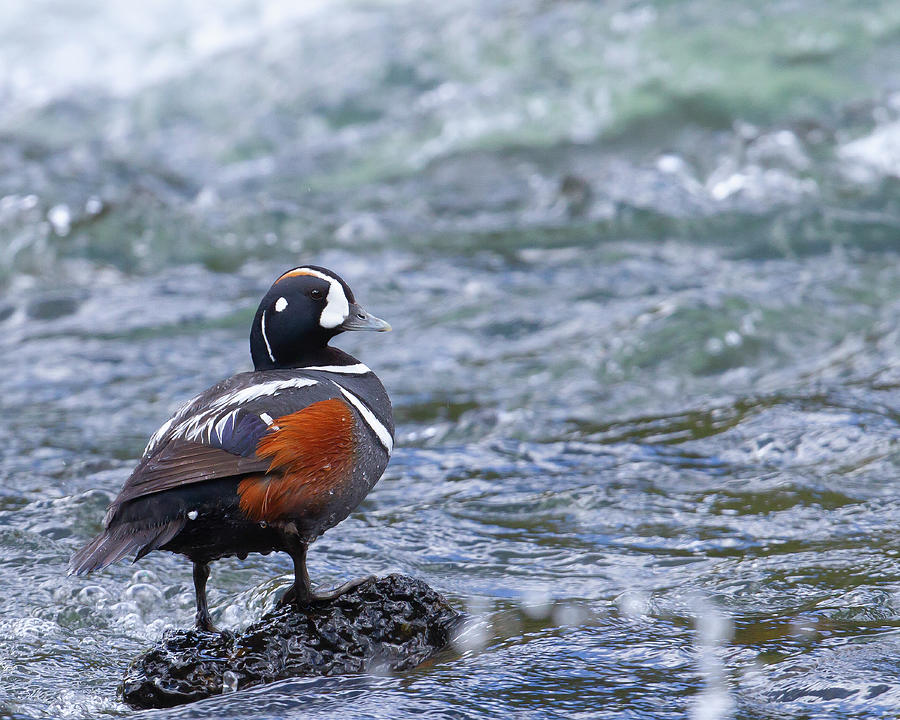 Harlequin Photograph by Jim E Johnson