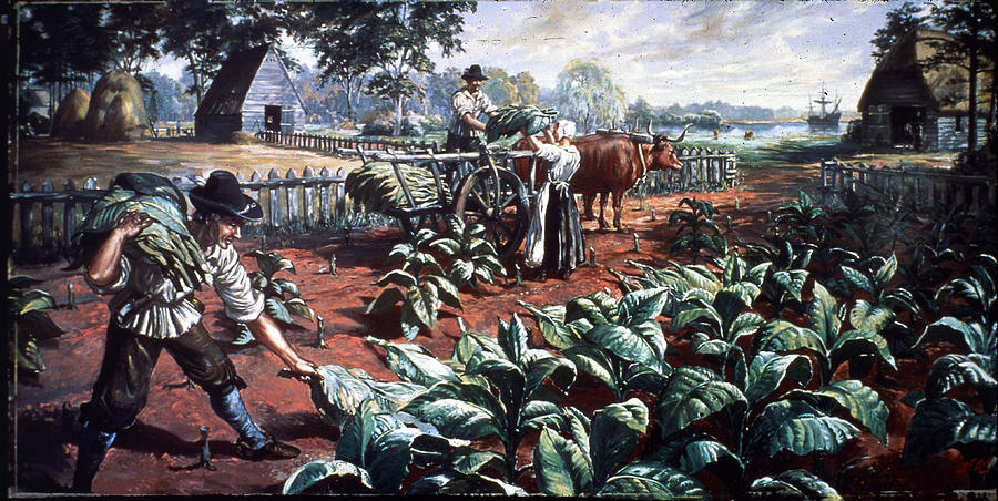 Harvesting Tobacco In Early Virginia by Hulton Archive