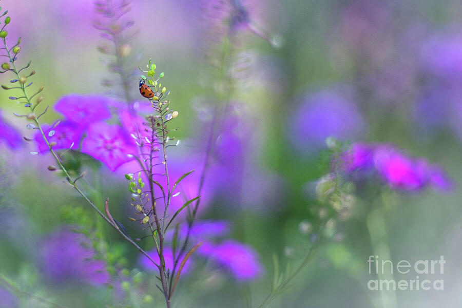 Heartsong In The Meadow Photograph by Mary Lou Chmura