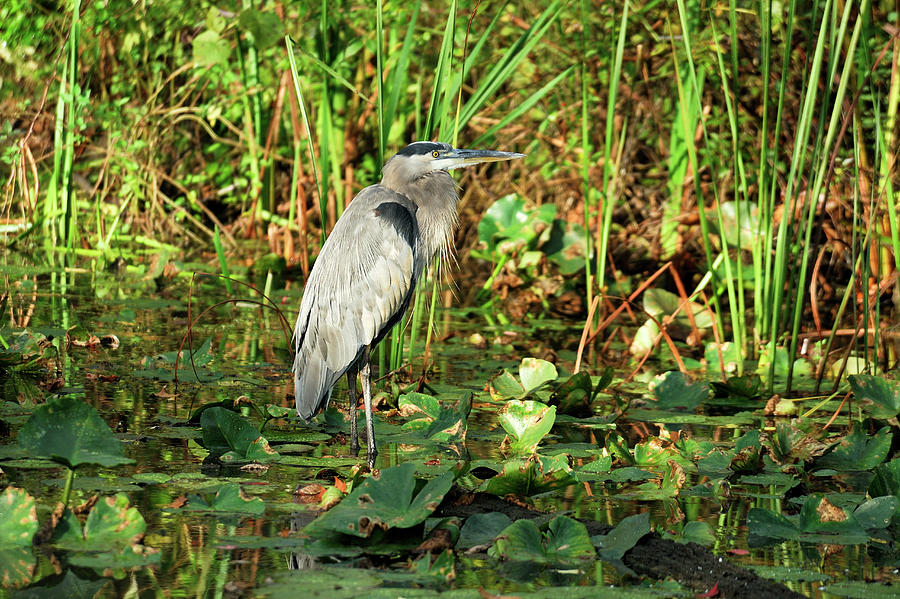 Heron in Cuyahoga Valley Digital Art - Heron, Cuyahoga Valley Np, Ohio by Heeb Photos