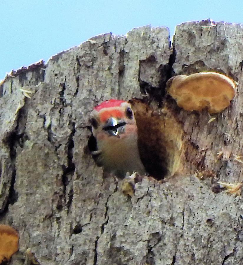 Hey There Photograph by Karen Stansberry