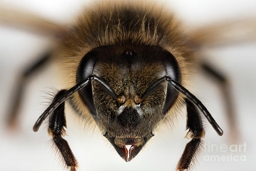 Honey Bee Head by Pascal Goetgheluck / Science Photo Library