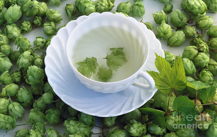 Hop Tea Light Hop Tea by Maximilian Stock Ltd / Science Photo Library