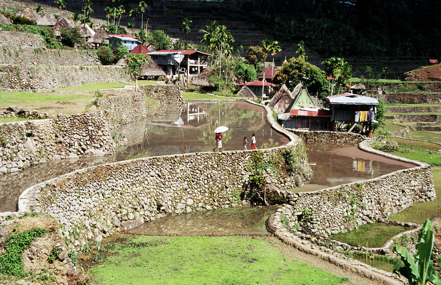 Houses And Rice Terraces In Village by Craig Pershouse