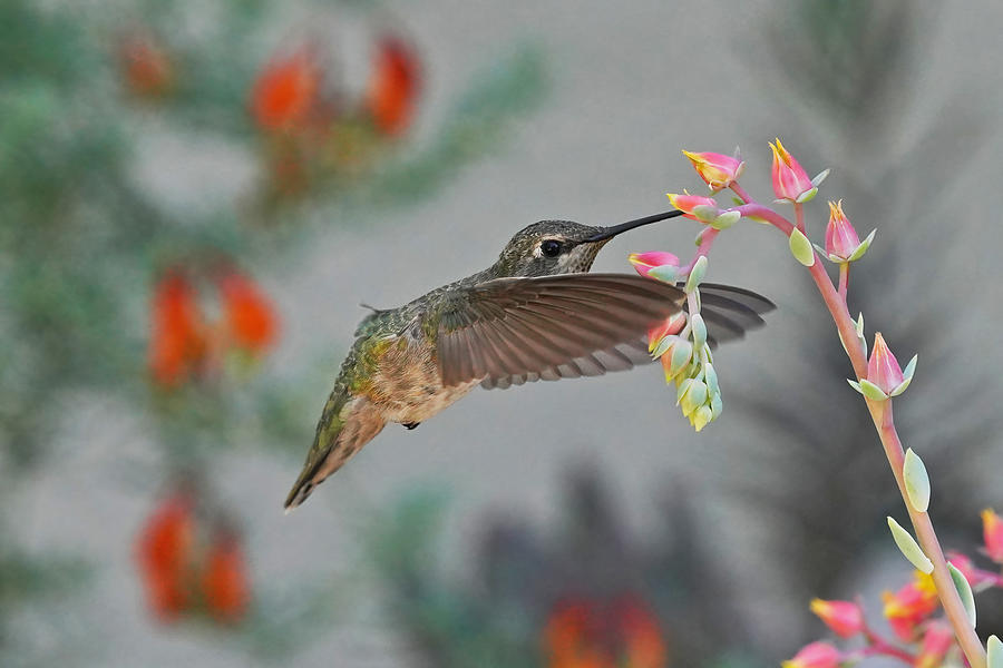 Hugging Hummingbird Hug For Sweet by Xiaojian Huang