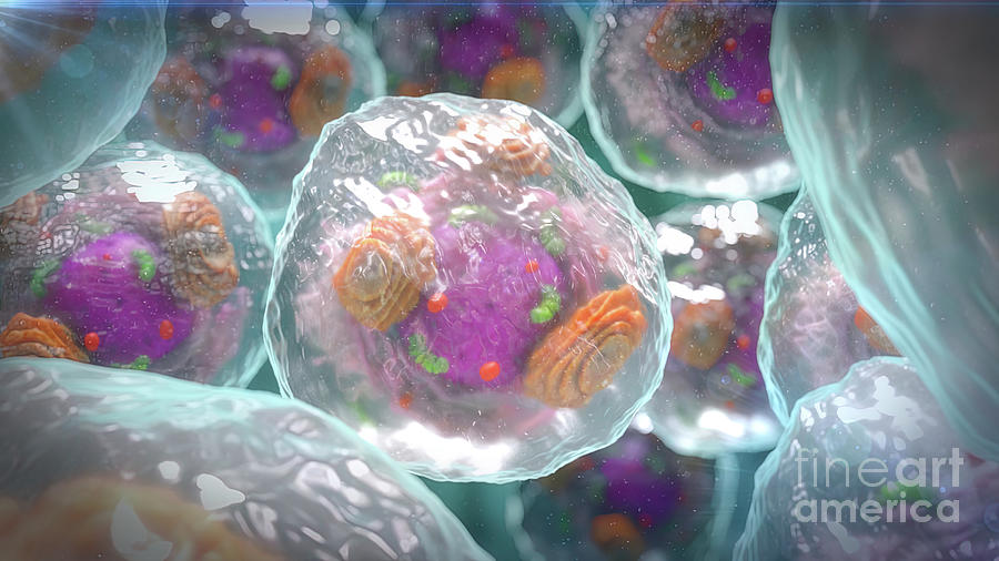 Human Cells by Helix Animation / Science Photo Library
