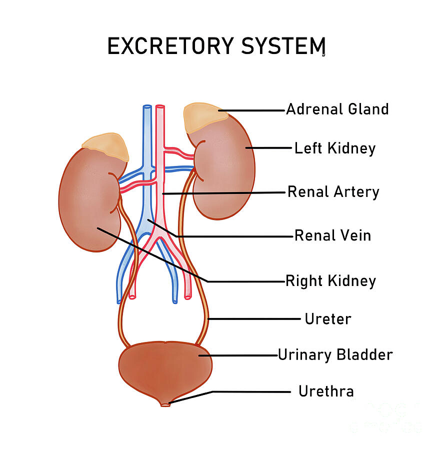 Human Excretory System by Kadambari Pathania / Science Photo Library