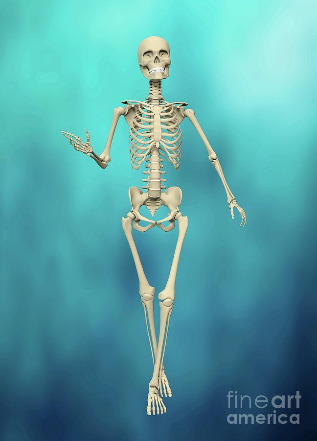 Human Skeleton by Victor Habbick Visions / Science Photo Library