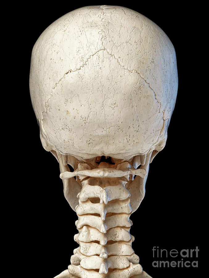 Human Skull And Neck Bones by Leonello Calvetti / Science Photo