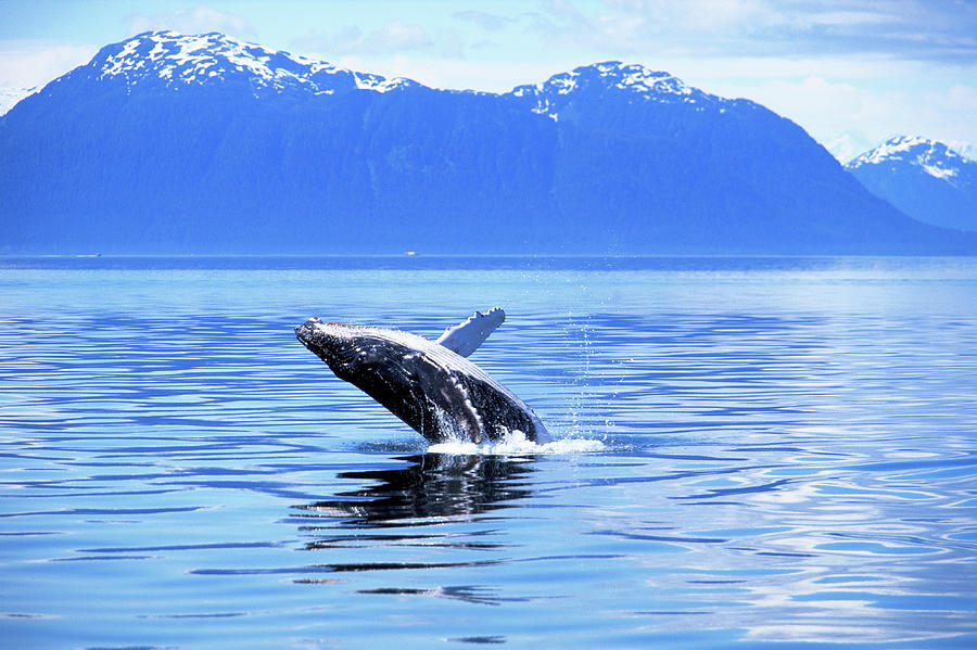 https://images.imagerenderer.com/images/artworkimages/mediumlarge/2/humpback-whale-breaching-alaska-art-wolfe.jpg