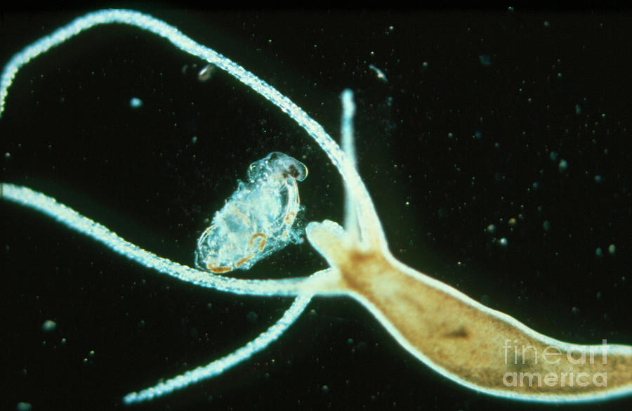 Hydra Reproducing Asexually by John Walsh / Science Photo Library