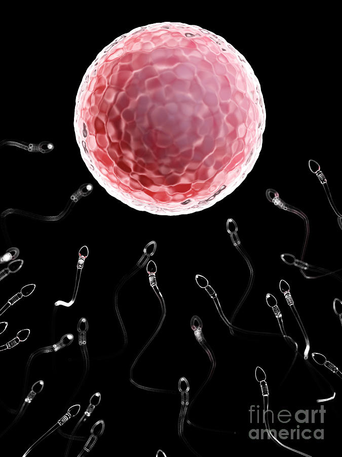 Illustration Of Sperm Fertilizing A Human Egg by 3Dmedisphere / Science ...