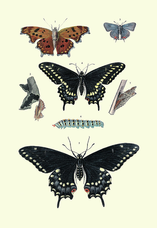 Insect Study 4 by Buyenlarge