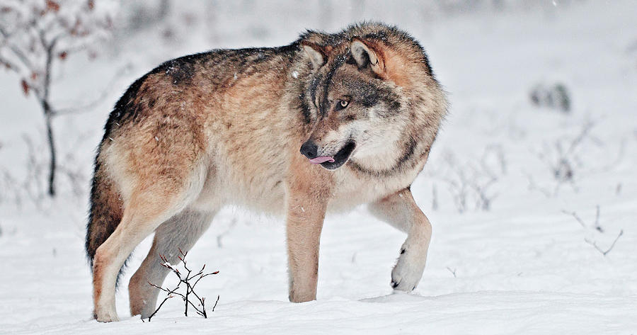 Italy, Friuli-venezia Giulia, Udine District, Alps, Julian Alps, Carnia, Winter, Wolf (canis Lupus) In The Forest Digital Art by Gabriele Bano