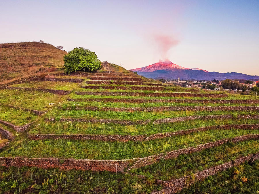 Italy, Sicily, Catania District, Mount Etna, Pedara, Vineyard Of Monte Troina, In The Background The Etneo Town Of Pedara And The Erupting Etna Digital Art by Alessandro Saffo