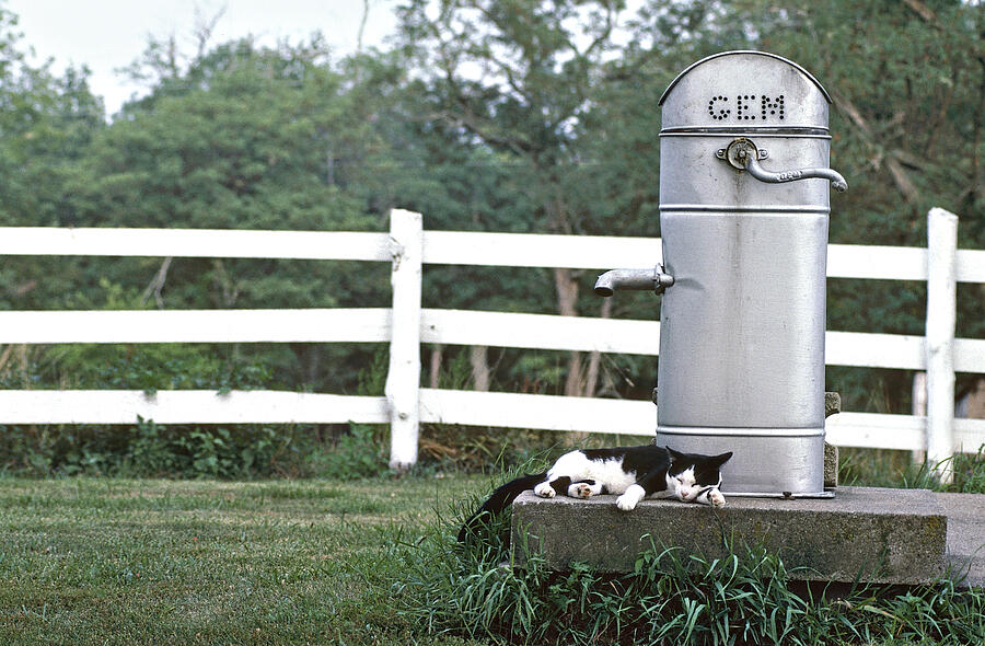 Its A Hard Life Photograph by Randall Dill