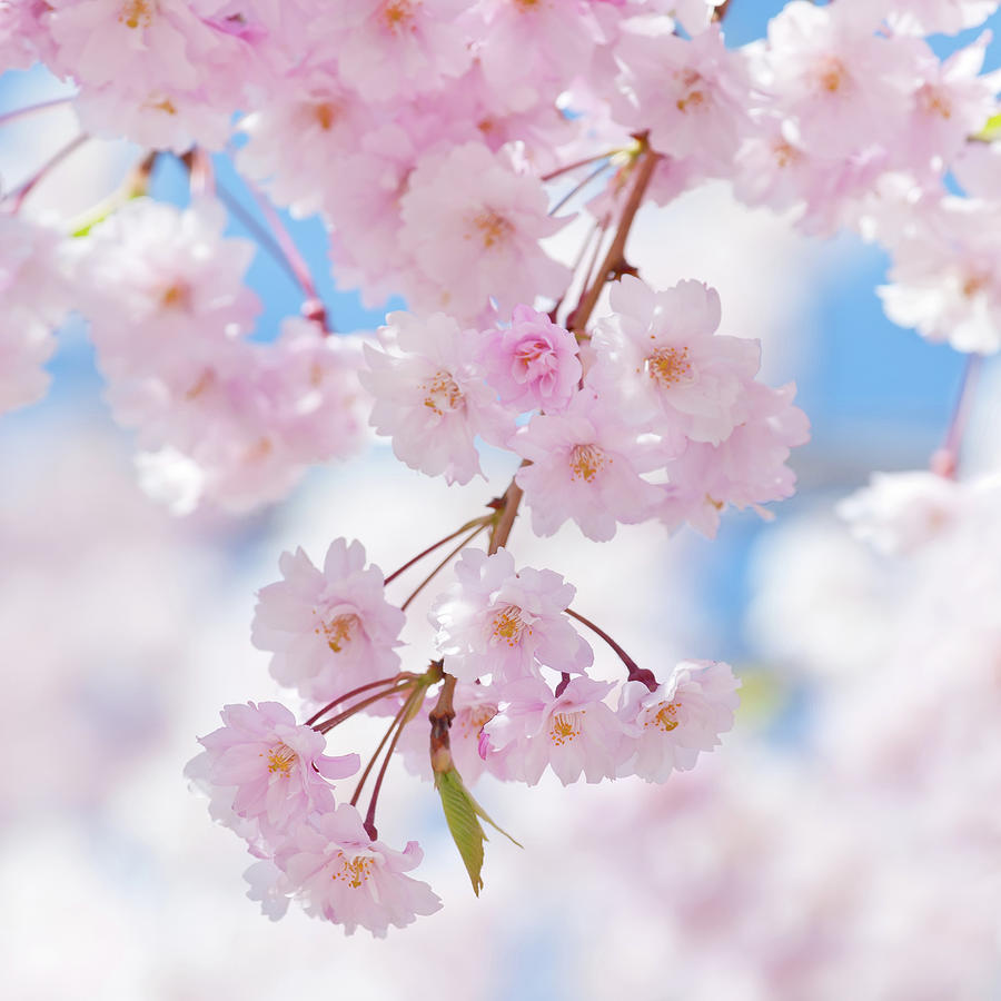 cherry blossom※プロフ確認 Japanese Cherry Tree Blossom - Viii by Alpamayophoto