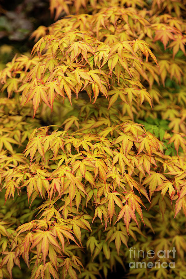 Japanese Maple 'tsumagaki' by Ian Gowland / Science Photo Library