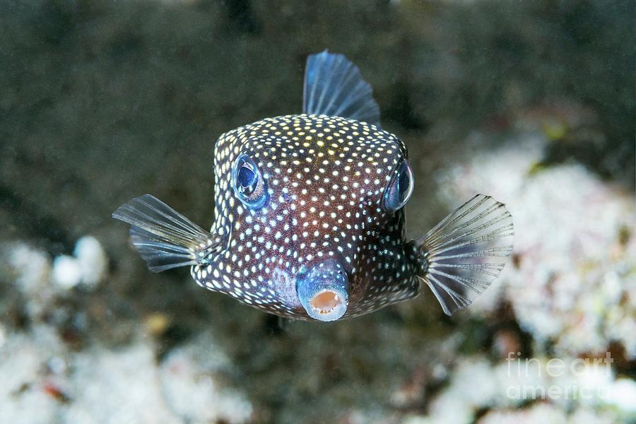 culling box fish pictures Blue Boxfish – Aquatic Collection Aquarium Yellow Boxfish - Quality Marine