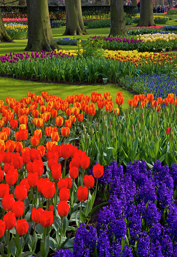 Keukenhof Gardens In Holland by Darrell Gulin