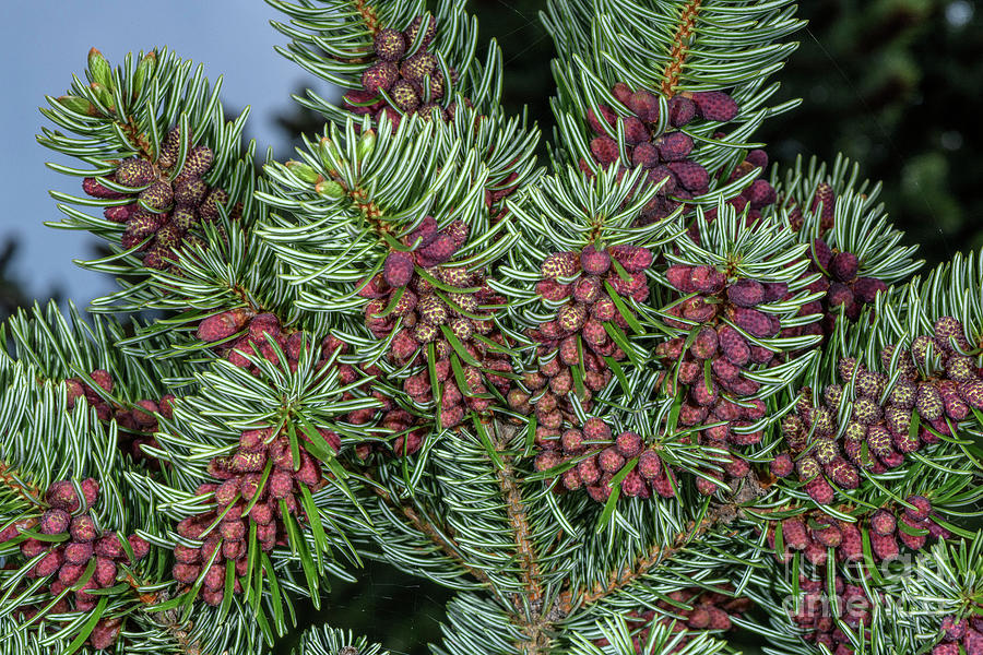 King Boris Fir (abies Boris-regii) Male Flowers by Bob Gibbons ...