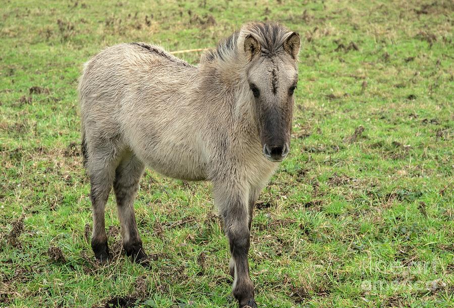 Konik Horses Photograph by Bob Gibbons / Science Photo Library - Metal ...