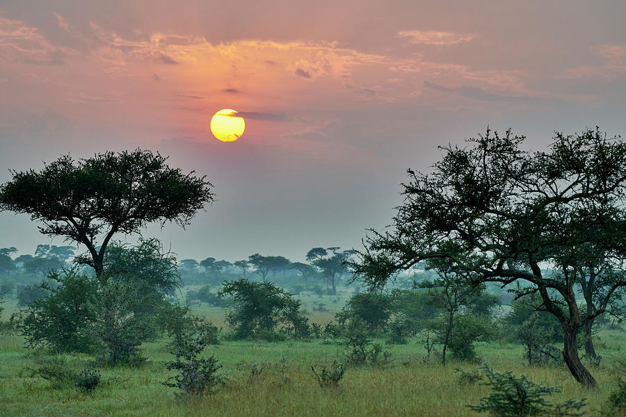 Landscape With Sunrise In Serengeti National Park Digital Art by Jurgen Ritterbach