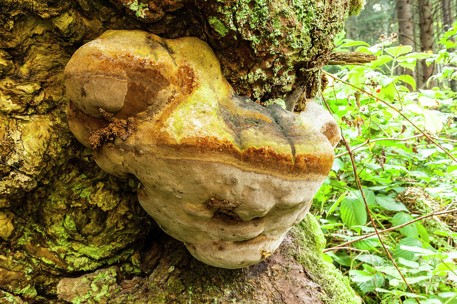 Large Polypore Fungus (fomitopsis Pinicola) by Martyn F. Chillmaid ...