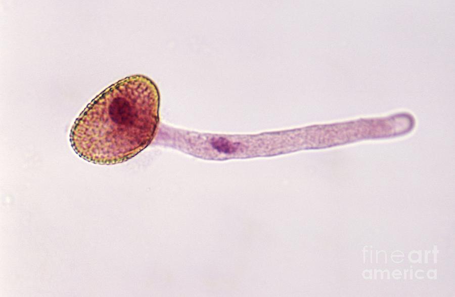 Lily Germinated Pollen by Carolina Biological Supply Company / Science  Photo Library