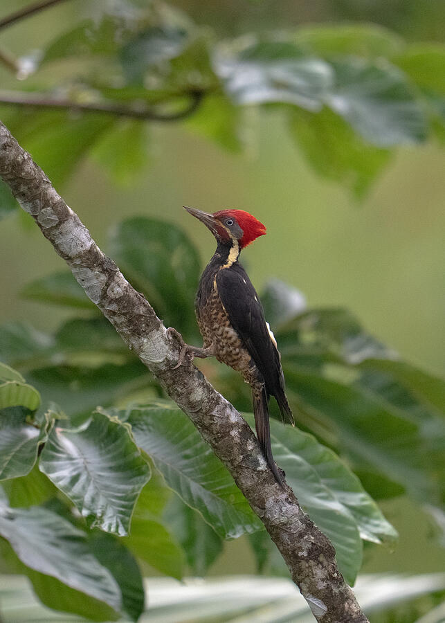 Linadted Lineated Woodpecker by Xuemei Qin