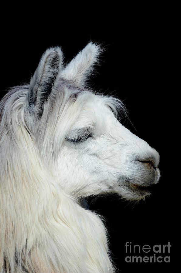Lllama by Chris Hellier / Science Photo Library