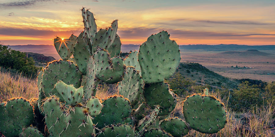 Sunset Over Texas Desert Cacti Photograph - Love In The Desert by Slow Fuse Photography