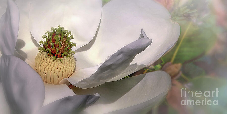 Love Of Nature Photograph by Mary Lou Chmura