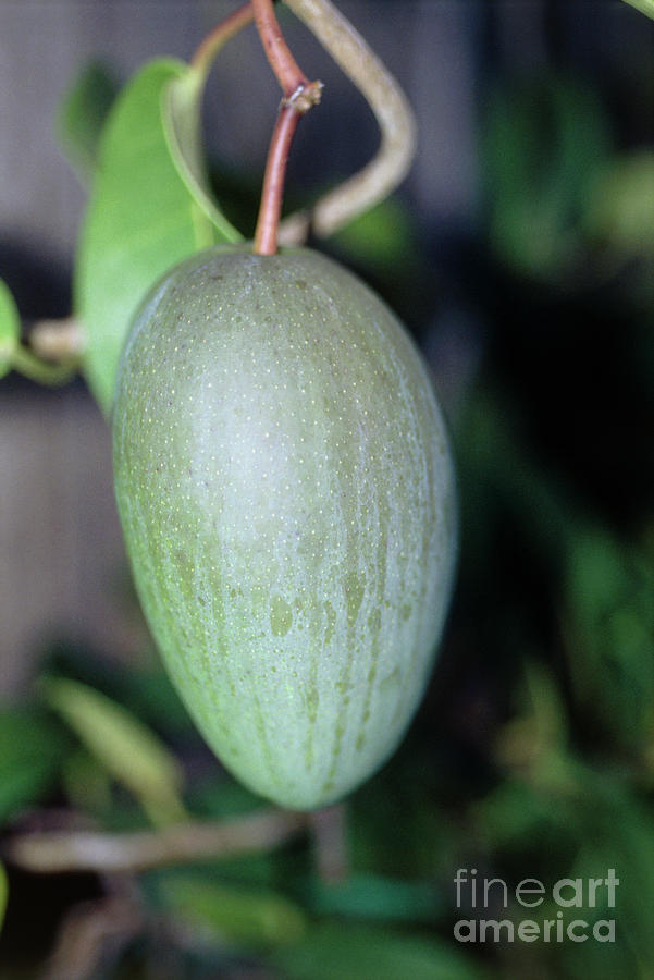 Madagascar Jasmine Fruit by Julia Hancock / Science Photo Library