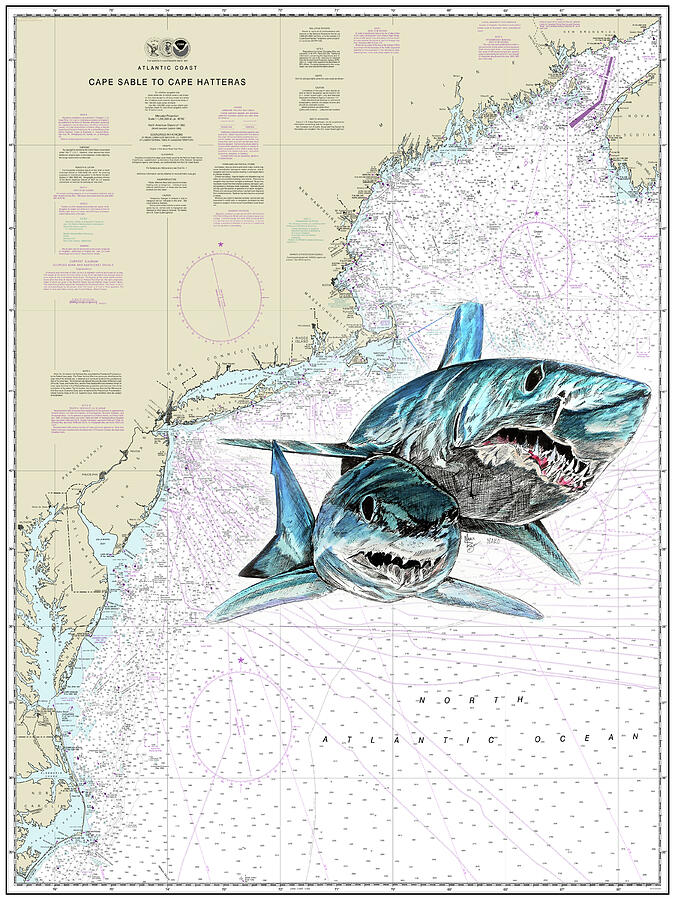 Mako Shark Chart Photograph by Mark Ray