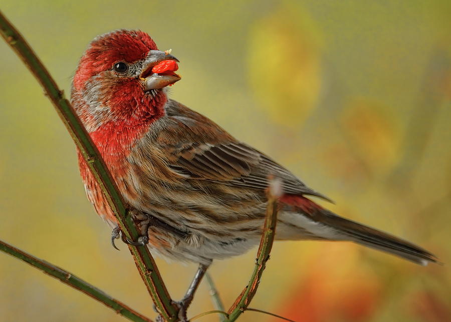 Male House Finch In Burning Bush Photograph by Dale Kauzlaric