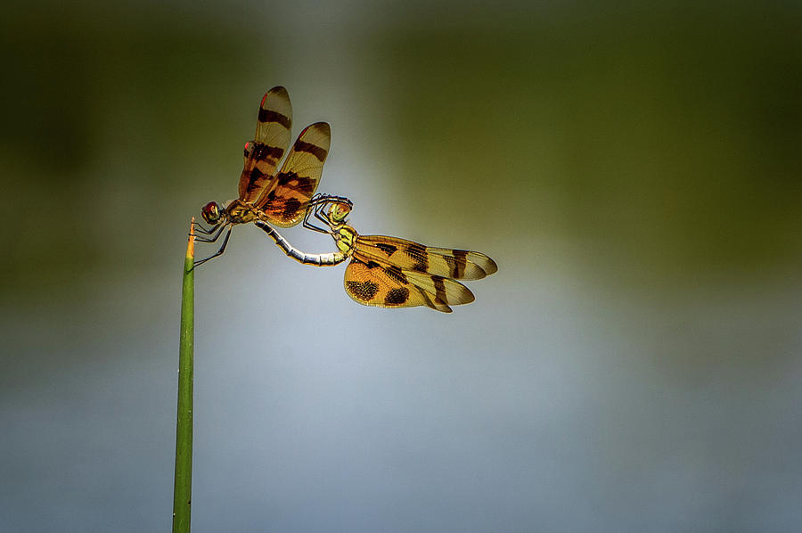Mating Dragonflies Photograph by Joe Leone