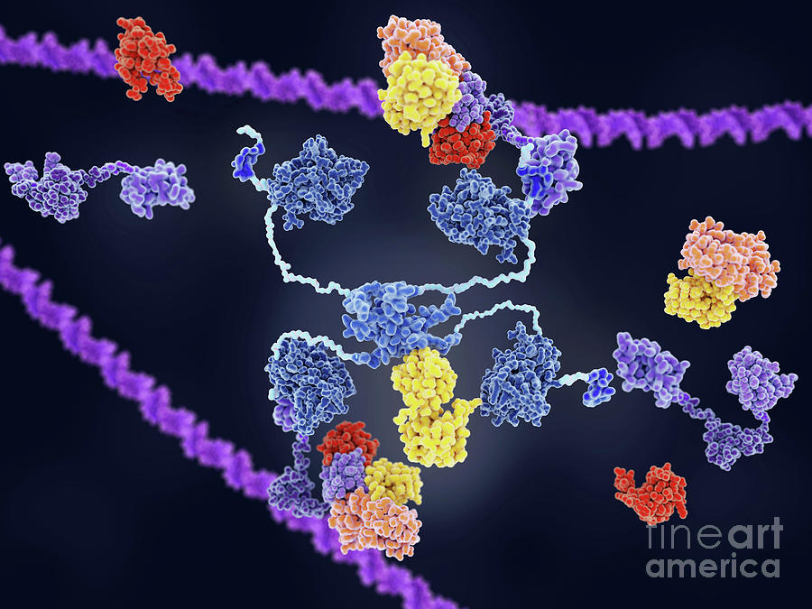Mdm2 And Tumour Suppressor P53 by Juan Gaertner / Science Photo Library